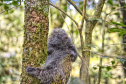 IAT - Animais silvestres/primavera