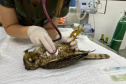 Universidades estaduais oferecem assistência veterinária para animais de  pequeno e grande porte
