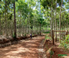 Além das conhecidas caminhadas internacionais da natureza, o Instituto Paranaense deAssistência Técnica e Extensão Rural (Emater-PR), em parceria com o Instituto AndaBrasil, também coordena no Paraná as pedaladas da natureza. Na foto, imagem do percurso natureza e produção rural em Ribeirão Claro - Foto: Marina P P Lima /Emater