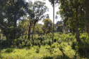 O Paraná é o terceiro estado brasileiro com o maior número de produtos certificados ou em processo de certificação de Indicação Geográfica. A importância da erva-mate para a história do Paraná – um
ramo da planta é inclusive um dos símbolos do brasão do Estado – foi um dos fatores
que levou à certificação do produto no ano passado. Foto: José Fernando Ogura/ANPr.