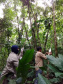 Duas equipes de entomologistas da Secretaria de Estado da Saúde estão coletando mosquitos em áreas de mata e periurbanas (nas periferias de cidades) de todo o Litoral do Paraná, incluindo a região onde foram encontrados os macacos mortos pela febre amarela, em Antonina. -  Curitiba, 13/02/2019  -  Foto: Divulgação SESA