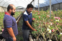 Parceria inédita entre o maior produtor do Brasil da planta rosa do deserto e pesquisadores da Universidade Estadual de Londrina (UEL) permite avanços em informações e dados científicos sobre a planta ornamental, que já é a quinta mais comercializada no país. Na foto, Doutorando da UEL, Guilherme Cito, e produtor de rosa do deserto da Warta, Sandro Takemura. - Londrina, 18/02/2019 - Foto: Divulgação UEL