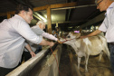 O governador em exercício Darci Piana, participa da abertura da 48ª Exposição Paranavaí - Feira Agropecuária e Industrial de Paranavaí, região noroeste do Estado. Presentes: presidente da Sociedade Rural do Noroeste do Paraná, Mario Helio de Almeida; secretário de Agricultura, Norbeto Ortigara; entre outros.Paranavaí, 08-03-19.Foto: Arnaldo Alves / ANPr.