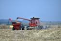Relatório da safra 2018/2019 divulgado nesta quinta-feira (23) pelo Departamento de Economia Rural (Deral), da Secretaria de Estado da Agricultura e do Abastecimento, mostra que a produção paranaense de grão pode chegar a 37,1 milhões de toneladas, uma variação positiva de 5% em relação à safra anterior.

Segundo o Deral, o milho pode representar 17% do total nacional na safra 2018/2019.  Foto: Jonas Oliveira/Arquivo-ANPr