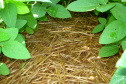Plantio direto como prática de preservação do meio ambiente.  -  Foto:  Cézar Francisco Araujo Júnior/Iapar