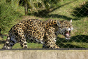  O Criadouro Onça-Pintada é mantido pela Associação de Pesquisa e Conservação da Vida Silvestre (SPVS). É um espaço para receber animais ameaçados de extinção que necessitem de cuidado especial e também espécies da fauna silvestre brasileira. Foto: Jaelson Lucas/ANPr
