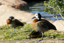  O Criadouro Onça-Pintada é mantido pela Associação de Pesquisa e Conservação da Vida Silvestre (SPVS). É um espaço para receber animais ameaçados de extinção que necessitem de cuidado especial e também espécies da fauna silvestre brasileira. Foto: Jaelson Lucas/ANPr