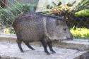  O Criadouro Onça-Pintada é mantido pela Associação de Pesquisa e Conservação da Vida Silvestre (SPVS). É um espaço para receber animais ameaçados de extinção que necessitem de cuidado especial e também espécies da fauna silvestre brasileira. Foto: Jaelson Lucas/ANPr