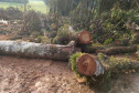 Fiscais do Instituto Ambiental do Paraná (IAP), regional de União da Vitória, identificaram nessa quinta-feira (13), no município de Paulo Frontin, uma área de corte de vegetação nativa ilegal, equivalente a 1,43 hectares de desmate.   União da Vitória, 13/06/2019  -  Foto: Divulgaação IAP