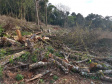 Fiscais do Instituto Ambiental do Paraná (IAP), regional de União da Vitória, identificaram nessa quinta-feira (13), no município de Paulo Frontin, uma área de corte de vegetação nativa ilegal, equivalente a 1,43 hectares de desmate.   União da Vitória, 13/06/2019  -  Foto: Divulgaação IAP