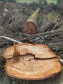 Fiscais do Instituto Ambiental do Paraná (IAP), regional de União da Vitória, identificaram nessa quinta-feira (13), no município de Paulo Frontin, uma área de corte de vegetação nativa ilegal, equivalente a 1,43 hectares de desmate.   União da Vitória, 13/06/2019  -  Foto: Divulgaação IAP