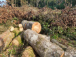 Fiscais do Instituto Ambiental do Paraná (IAP), regional de União da Vitória, identificaram nessa quinta-feira (13), no município de Paulo Frontin, uma área de corte de vegetação nativa ilegal, equivalente a 1,43 hectares de desmate.   União da Vitória, 13/06/2019  -  Foto: Divulgaação IAP