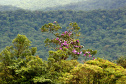 Parque Estadual Serra da Baitaca. Foto: Denis Ferreira Netto/SEDEST