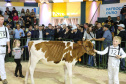 O governador Carlos Massa Ratinho Junior visita nesta quinta-feira (15), a Agroleite, realizado pela Cooperativa Castrolanda, em Castro, nos Campos Gerais. Considerado um dos maiores eventos da cadeia do leite na América, a Agroleite tem foco na tecnologia, produtividade e melhores resultados para os produtores. Castro, 15/08/2019 - Foto: Geraldo Bubniak/AEN