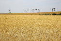 A versão definitiva do Valor Bruto da Produção Agropecuária (VBP) 2018 mostra que o Centro-Sul do Paraná foi a Região que mais cresceu no último ano.  Foto:Jaelson Lucas / AEN
