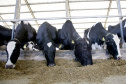 A versão definitiva do Valor Bruto da Produção Agropecuária (VBP) 2018 mostra que o Centro-Sul do Paraná foi a Região que mais cresceu no último ano.  Foto:Jaelson Lucas / AEN