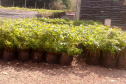 Programa Paraná Mais Verde. Foto: Divulgação/SEDEST