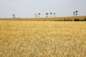 O desempenho paranaense decorreu principalmente pelos bons resultados no setor agropecuário e da indústria, com crescimentos de 3,52% e 2,94%, respectivamente. A produção florestal, pecuária, fabricação de veículos automotores e indústria de máquinas e equipamentos (bens de capital) foram decisivos na retomada apontada no período. Foto:Jaelson Lucas / AEN