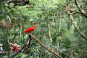 04/2019 - Foz do Iguaçu - Parque das Aves. Foto: José Fernando Ogura/AEN