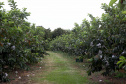 Plantação de goiaba em Carlópolis. Foto:Jaelson Lucas / AEN