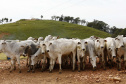 Paraná e Santa Catarina vão fortalecer defesa agropecuária. Foto: Arnaldo Alves/AEN