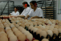 IBGE reforça Paraná como destaque em produção de proteínas. Foto: Jonas Oliveira/Arquivo/AEN