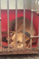 Em continuidade às investigações de uma rinha internacional de cães, que funcionava em Mairiporã (SP), a Polícia Civil do Paraná resgatou mais cinco cães da raça pitbull em São José dos Pinhais, na Região Metropolitana de Curitiba (RMC), nesta terça-feira (17). Os animais foram encontrados em situação de maus-tratos na casa do treinador preso na rinha, no sábado. Foto:SESP