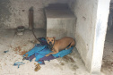 Em continuidade às investigações de uma rinha internacional de cães, que funcionava em Mairiporã (SP), a Polícia Civil do Paraná resgatou mais cinco cães da raça pitbull em São José dos Pinhais, na Região Metropolitana de Curitiba (RMC), nesta terça-feira (17). Os animais foram encontrados em situação de maus-tratos na casa do treinador preso na rinha, no sábado. Foto:SESP