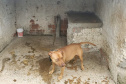 Em continuidade às investigações de uma rinha internacional de cães, que funcionava em Mairiporã (SP), a Polícia Civil do Paraná resgatou mais cinco cães da raça pitbull em São José dos Pinhais, na Região Metropolitana de Curitiba (RMC), nesta terça-feira (17). Os animais foram encontrados em situação de maus-tratos na casa do treinador preso na rinha, no sábado. Foto:SESP