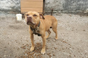 Em continuidade às investigações de uma rinha internacional de cães, que funcionava em Mairiporã (SP), a Polícia Civil do Paraná resgatou mais cinco cães da raça pitbull em São José dos Pinhais, na Região Metropolitana de Curitiba (RMC), nesta terça-feira (17). Os animais foram encontrados em situação de maus-tratos na casa do treinador preso na rinha, no sábado. Foto:SESP