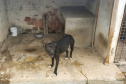 Em continuidade às investigações de uma rinha internacional de cães, que funcionava em Mairiporã (SP), a Polícia Civil do Paraná resgatou mais cinco cães da raça pitbull em São José dos Pinhais, na Região Metropolitana de Curitiba (RMC), nesta terça-feira (17). Os animais foram encontrados em situação de maus-tratos na casa do treinador preso na rinha, no sábado. Foto:SESP