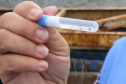 Pesquisadores da UEM desenvolvem teste rápido e seguro contra a dengue. Foto: UEM