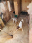 A Polícia Civil do Paraná (PCPR) fez nesta quarta-feira (08), em Guaratuba, uma ação de prevenção a maus-tratos a animais. Policiais civis, médicos veterinários e técnicos da vigilância sanitária fiscalizaram duas residências, no bairro Mirim, para verificar a condição de guarda, saúde e higiene dos animais abrigados nos locais. Foto:SESP