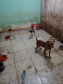 A Polícia Civil do Paraná (PCPR) fez nesta quarta-feira (08), em Guaratuba, uma ação de prevenção a maus-tratos a animais. Policiais civis, médicos veterinários e técnicos da vigilância sanitária fiscalizaram duas residências, no bairro Mirim, para verificar a condição de guarda, saúde e higiene dos animais abrigados nos locais. Foto:SESP