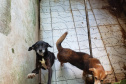 A Polícia Civil do Paraná (PCPR) fez nesta quarta-feira (08), em Guaratuba, uma ação de prevenção a maus-tratos a animais. Policiais civis, médicos veterinários e técnicos da vigilância sanitária fiscalizaram duas residências, no bairro Mirim, para verificar a condição de guarda, saúde e higiene dos animais abrigados nos locais. Foto:SESP