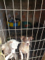 A Polícia Civil do Paraná (PCPR) fez nesta quarta-feira (08), em Guaratuba, uma ação de prevenção a maus-tratos a animais. Policiais civis, médicos veterinários e técnicos da vigilância sanitária fiscalizaram duas residências, no bairro Mirim, para verificar a condição de guarda, saúde e higiene dos animais abrigados nos locais. Foto:SESP