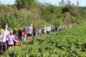 Trajetos em meio à natureza, passando por propriedades rurais e destinos que muitas vezes fogem do radar dos turistas dão o tom das Caminhadas Internacionais na Natureza, que já têm 160 circuitos confirmados neste ano no Paraná.  Foto: Emater/Campo Mourão