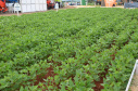 Nesta quarta-feira (22), dois eventos, a Safratec, em Floresta, e o Superagro, em Londrina, foram acompanhados por integrantes do Governo do Estado.
Foto: Emater
