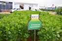 Nesta quarta-feira (22), dois eventos, a Safratec, em Floresta, e o Superagro, em Londrina, foram acompanhados por integrantes do Governo do Estado.
Foto: Emater