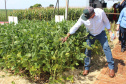 O secretário estadual da Agricultura e do Abastecimento, Norberto Ortigara, participou nesta quarta-feira (29), em Cambé, do 19º BelaSafra 2020, evento da Belagrícola que está apresentando as últimas tecnologias para maximizar a produtividade no campo. O diretor-presidente da Agência de Defesa Agropecuária do Paraná (Adapar), Otamir Cesar Martins, e o deputado estadual Tiago Amaral, também estiveram no evento. Foto: SEAB