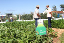 Em 2020, o visitante do Show Rural confere nove opções, dos grupos comerciais carioca, preto e branco, e ainda poderá conhecer 40 animais Purunã para exposição e comercialização.
Foto: IAPAR