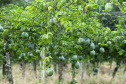 Morretes - Cultivo de Maracujá.Morretes, 17-01-20.Foto: Arnaldo Alves / AEN.