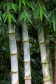 Reduto da imigração japonesa no Paraná. N/F: plantação de bambús.Antonina, 18-01-20.Foto: Arnaldo Alves / AEN.