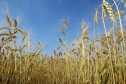 Duas portarias da Secretaria de Política Agrícola do Ministério da Agricultura, Pecuária e Abastecimento, publicadas no final do ano passado, definiram novos Zoneamentos Agrícolas de Risco Climático (Zarc) para o Paraná
