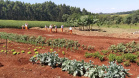 A Penitenciária Estadual de Cascavel (PEC) implementou um novo setor de trabalho para os presos: uma horta orgânica. O objetivo do projeto, denominado ?Volta ao Campo?, é prover uma alimentação com ainda mais qualidade aos detentos e, também, aos servidores do Departamento Penitenciário do Paraná (Depen) lotados na unidade, além da ressocialização, da remição de pena e da profissionalização dos detentos.  -  Cascavel, 28/02/2020  -  Foto: Divulgação Depen PR