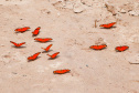 Ilhas, trilhas e praias cristalinas formam as belezas do Rio Paraná.Icaraíma - Foto: Ari Dias/AEN