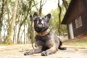 Cães da PCPR apreendem mais drogas em 2020 do que soma dos dois anos anteriores
Foto: PCPR