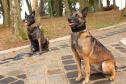 Cães da PCPR apreendem mais drogas em 2020 do que soma dos dois anos anteriores
Foto: PCPR