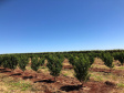 Fruticultura ganha força com apoio do Governo do Estado. Plantação de laranjas.Foto:SEAB