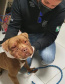 PCPR resgata cerca de 400 animais no primeiro semestre de 2020
. Foto:PCPR
